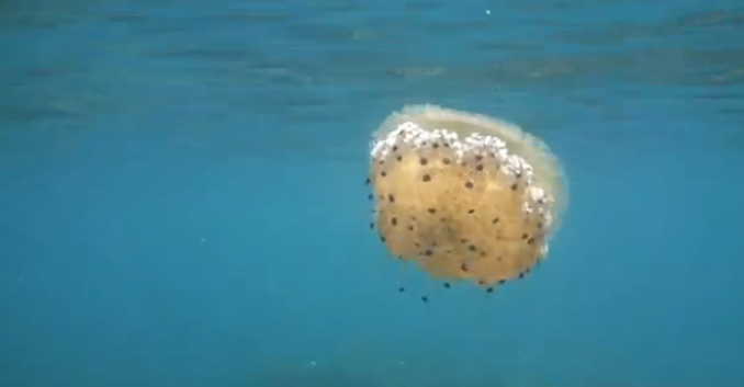 Medusas en la reserva marina de Tabarca