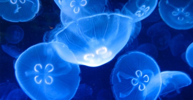 Plagas de medusas, ¿cómo actuar?