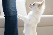 Tener un perro en casa
