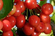 La cirera: alguna cosa més que un fruit