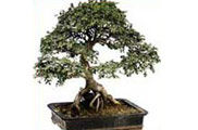 Conrear un arbre molt especial