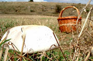 La recol·lecció dels fruits més saborosos del bosc