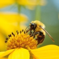 Menos abejas, menos alimentos saludables