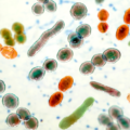 Cómo proteger nuestra microbiota de los antibióticos