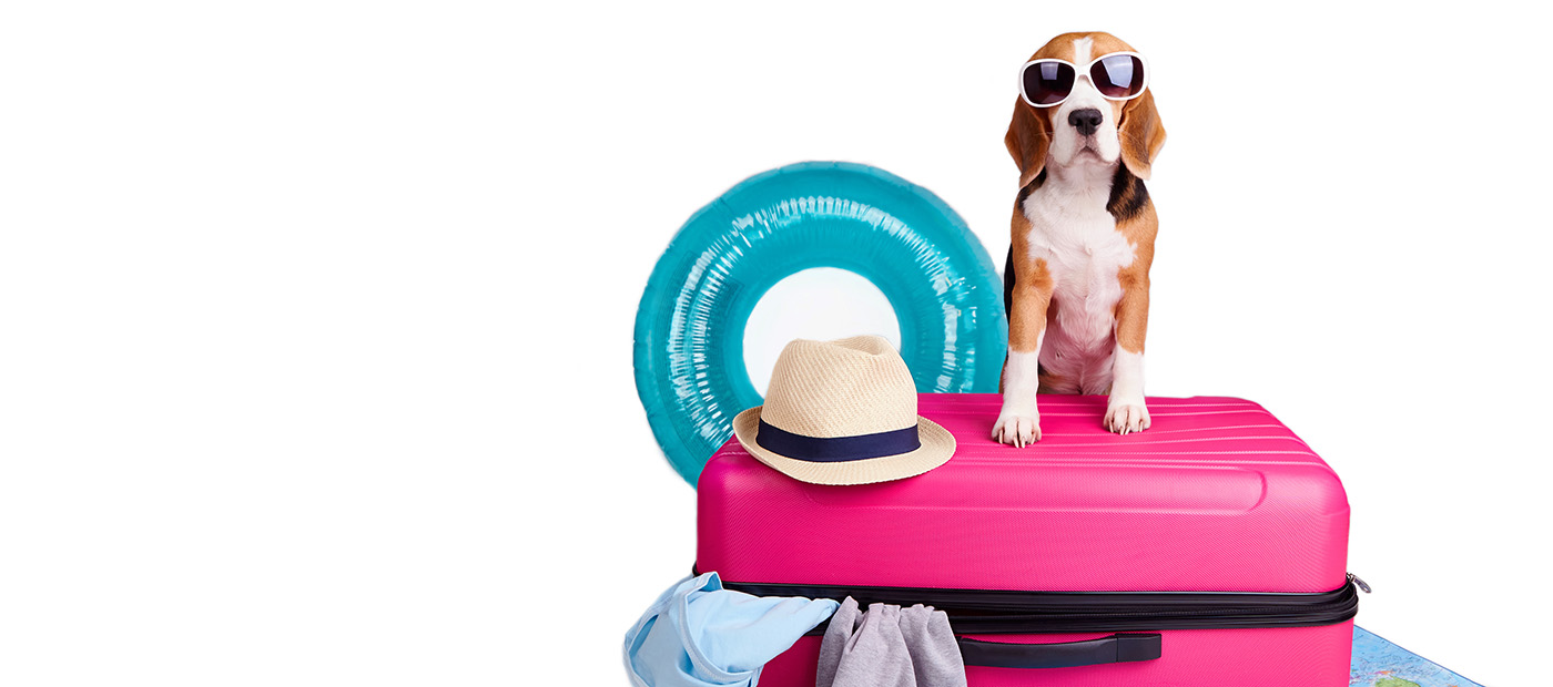 Passaport europeu per a mascotes. Llestos per a travessar les fronteres